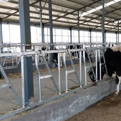 tempat istirahat Tebal 3mm Headlocks Untuk Sapi Potong 8 Head Lock satu set