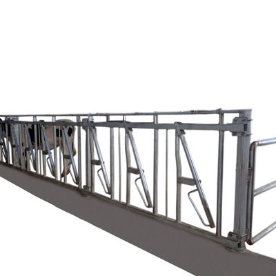 ISO9001 600cm Self Locking Head Gates Untuk Peralatan Hewan Ternak Sapi