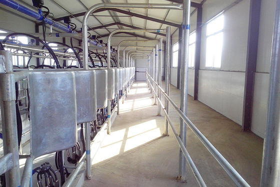 herringbone tipe 5T / jam 20 Unit Milking Parlor Kebisingan Rendah Automatic Milking Parlor