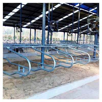 Tinggi 95cm Free Stall Barn Rust Proof Untuk Peternakan Perah