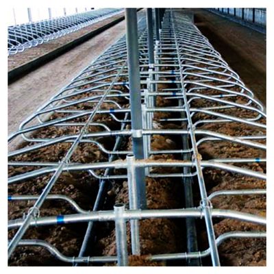 Tinggi 95cm Free Stall Barn Rust Proof Untuk Peternakan Perah