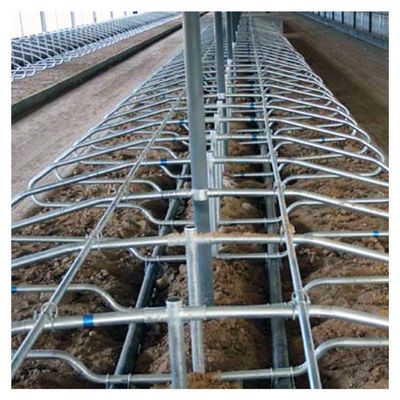 Sapi 9JY Type Acid Proof Free Stall Dairy Barn untuk Ternak