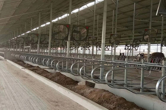 Sapi 9JY Type Acid Proof Free Stall Dairy Barn untuk Ternak