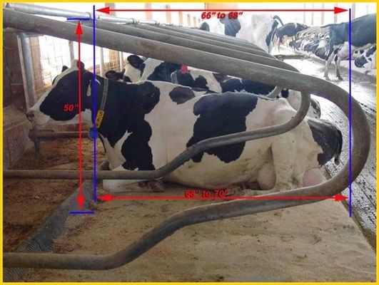Head to head Type 1.30m / cow Fence Cattle Free Stall Adjustable Size