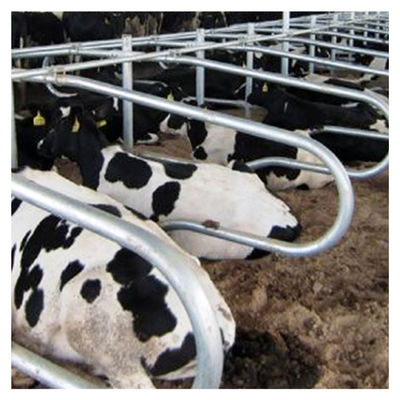 Panjang 2.3m Cow Free Stall Barn Sliver Color Double Sided