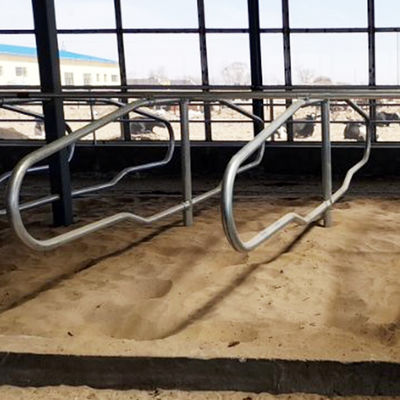 Kandang Gratis Pipa Galvanis Stainless Steel Untuk Sapi Gaya Baris Tunggal