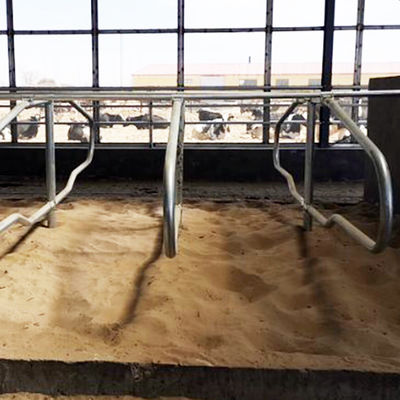 Kandang Gratis Pipa Galvanis Stainless Steel Untuk Sapi Gaya Baris Tunggal