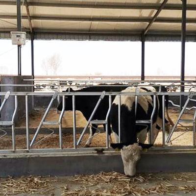 Fleksibel Sapi Sapi Kunci Kepala Peternakan Perah Meningkatkan Peralatan Peralatan Makan Susu