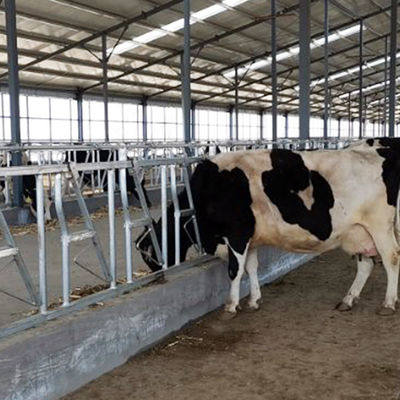 Hot Dip Galvanized Cow Head Lock Dairy Safe And Sturdy Farm Feeding Equipment