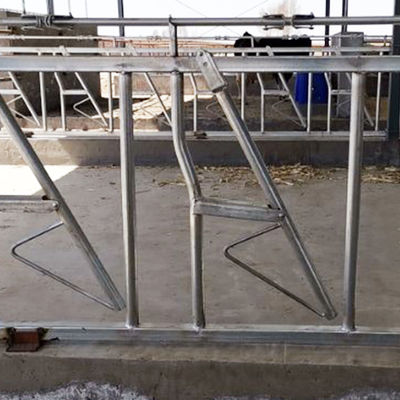 Hot Dip Galvanized Cow Head Lock Dairy Safe And Sturdy Farm Feeding Equipment