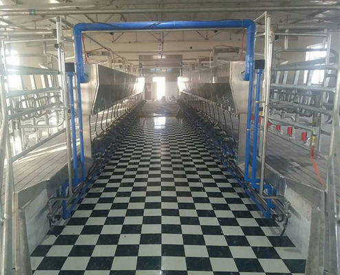 24-100 titik Herringbone Milking Parlour Sistem Mesin Sapi Otomatis