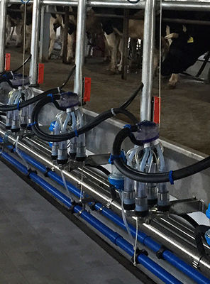 Sapi Perah Otomatis Herringbone Milking Parlor Hot Dip Galvanized Frame