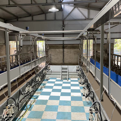 Sheep Parallel Fast Mode Milking Parlor Equipment Mudah Dioperasikan