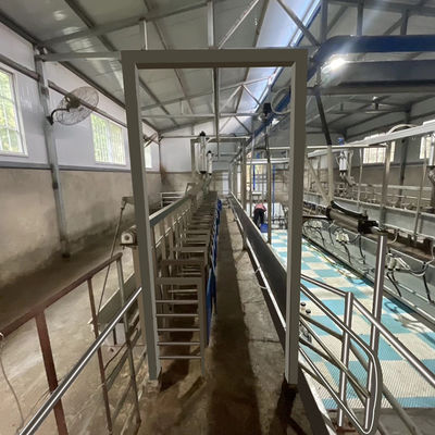 Meteran Listrik Digital Sheep Goat Milking Parlor Peralatan Kondisi Baru