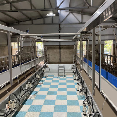 SUS304 Kambing Herringbone Milking Parlor Feeding Melalui Pipa Jenis Keluar Cepat