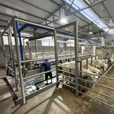 SUS304 Kambing Herringbone Milking Parlor Feeding Melalui Pipa Jenis Keluar Cepat