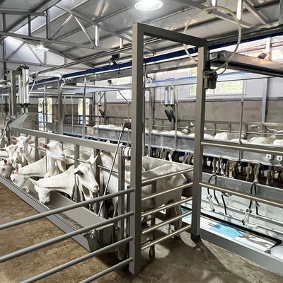 SUS304 Kambing Herringbone Milking Parlor Feeding Melalui Pipa Jenis Keluar Cepat