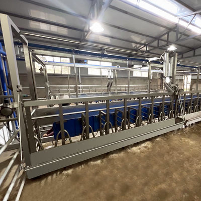 SUS304 Kambing Herringbone Milking Parlor Feeding Melalui Pipa Jenis Keluar Cepat