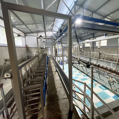 SUS304 Kambing Herringbone Milking Parlor Feeding Melalui Pipa Jenis Keluar Cepat