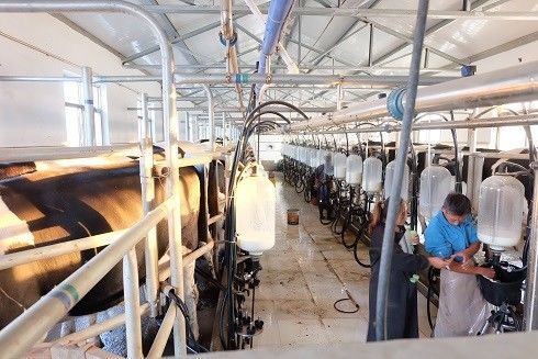 SS304 Herringbone Parlor Sistem Pemerah Susu Peralatan Sapi Perah