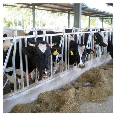 Panel Selflocking Cow Head Lock Peralatan Mesin Peternakan Sapi