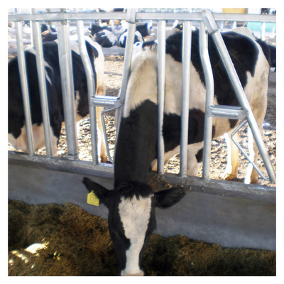 Panel Selflocking Cow Head Lock Peralatan Mesin Peternakan Sapi